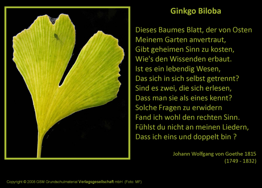 Ginkgo biloba